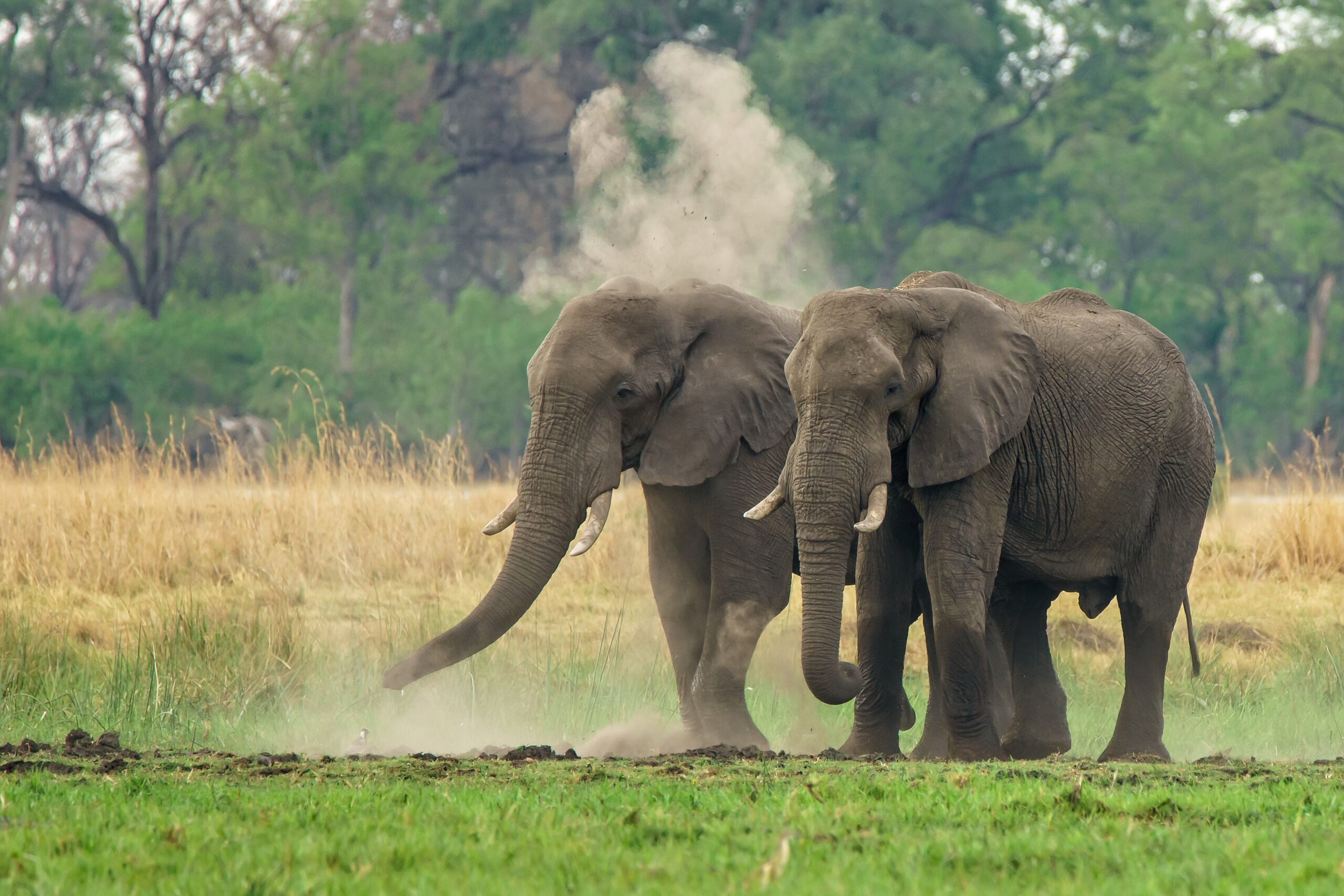 Sri Lankan elephants by the river